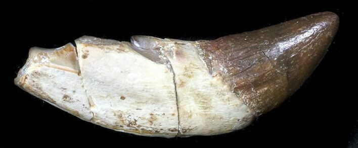 Eocene Archaeocete (Basilosaur) Tooth - Primitive Whale #36138